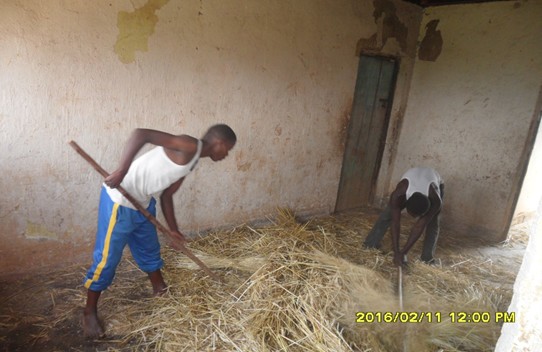 Cyumba Wheat Innovation platform in Rwanda agrinatura