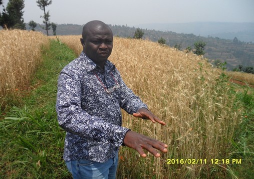 Dr Wole Fatunbi FARA Cyumba IP wheat field Rwanda agrinatura